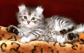 American Curl Kitten