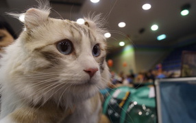 American Curl at the exhibition