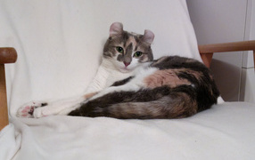 American Curl cat on the couch