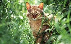 Американская короткошерстная кошка в траве