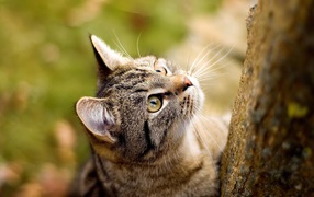 American Wirehair cat from tree