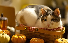 American haired cat in a basket