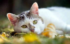 American haired cat lying on the grass