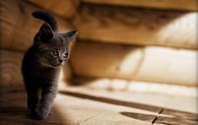 Серый котенок американской жесткошерстной кошки