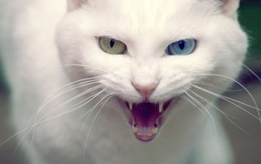Angry cat Turkish Angora