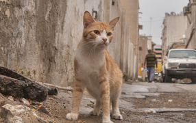 Аравийский мау гуляет по улице