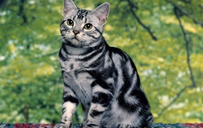 Asian cute cat tabby