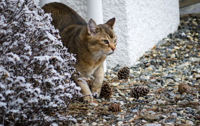 Кот породы азиатская табби