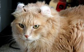 Рыжий американский керл