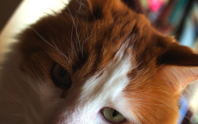 Рыжий турецкий ван