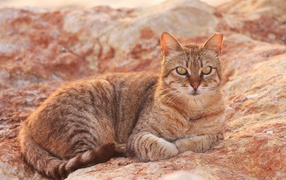 Австралийский мист на скале