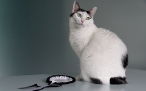 Награда японского бобтейла