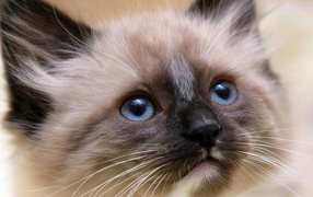 Котенок балийской кошки