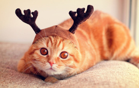 Шапочка у шотландской кошки