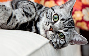 Красивая американская жесткошерстная кошка