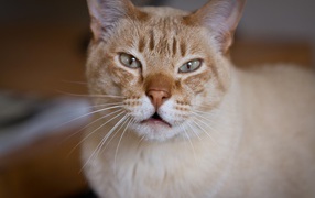 Красивый австралийский мист