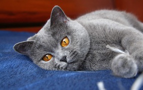 Красивая британская короткошерстная кошка