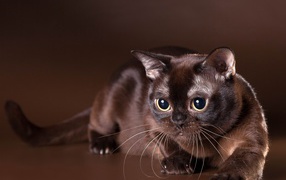 Beautiful Burmese cat