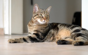 Красивая европейская короткошерстная кошка