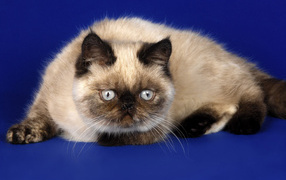 Красивая гималайская кошка