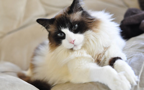 Красивая кошка рэгдолл