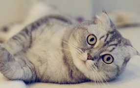 Красивая шотландская кошка