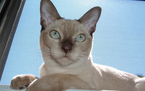 Красивая тонкинская кошка