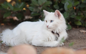 Beautiful Turkish Angora cat
