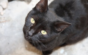 Красивая бомбейская кошка