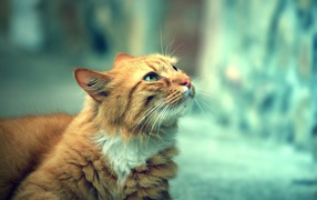 Beautiful cat Cymric cat