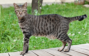 Красивая кошка египетская мау