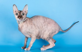 Красивый кот петерболд