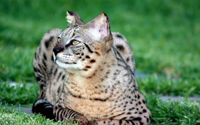 Beautiful cat savanna