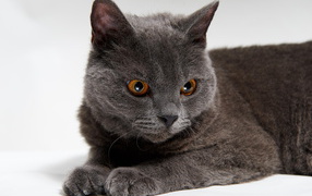 Красивый серый селкирк рекс