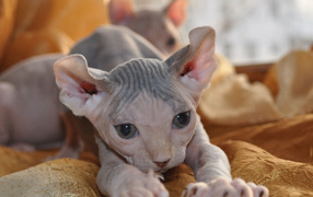 Красивый котенок минскин