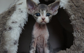 Большеголовый котенок девон-рекс