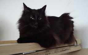 Черная норвежская лесная кошка