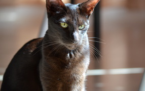 Черная ориентальная короткошерстная кошка