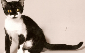 Черно белая американская короткошерстная кошка