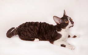 Черно белый корниш рекс