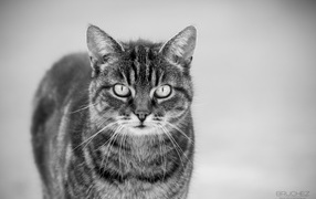 Черно белый кот