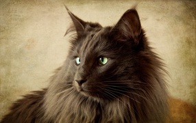 Черный кот нибелунг