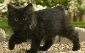 Black kitten Norwegian Forest Cat