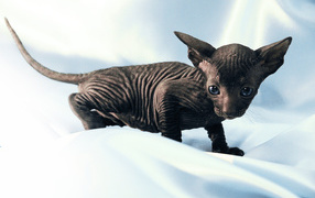 Черный котенок петерболд