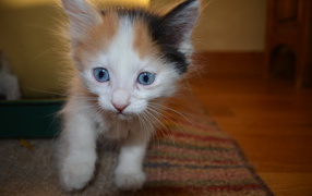 Blue-eyed kitten Japanese Bobtail