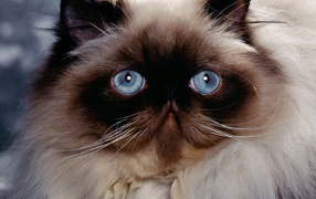 Blue eyes Himalayan cats