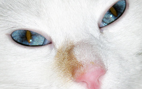 Голубые глаза турецкого вана