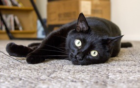 Бомбейская кошка лежит на полу