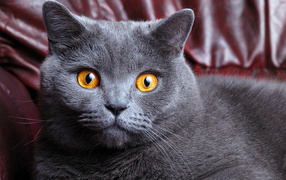 Порода британская короткошерстная кошка