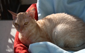 Порода немецкий рекс